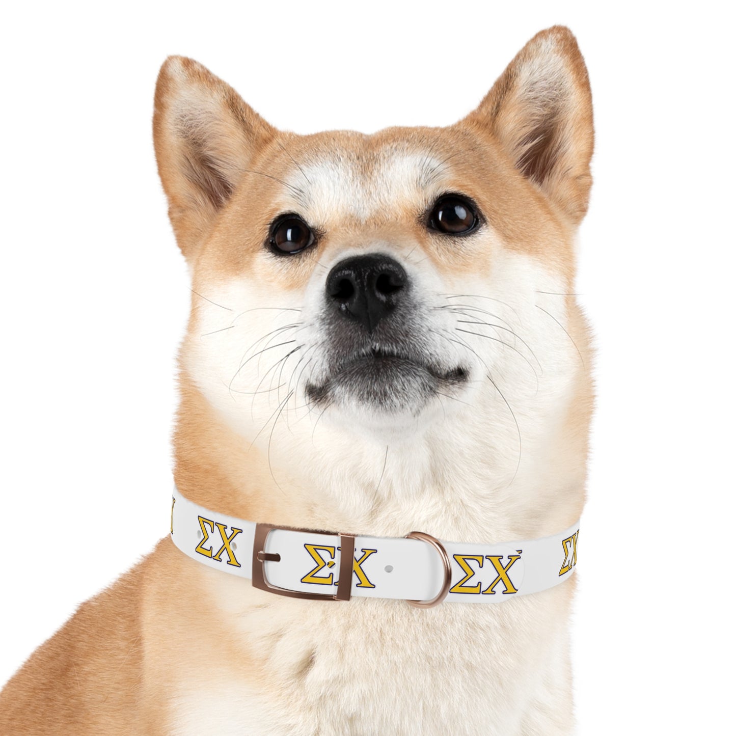 Sigma Chi Dog Collar