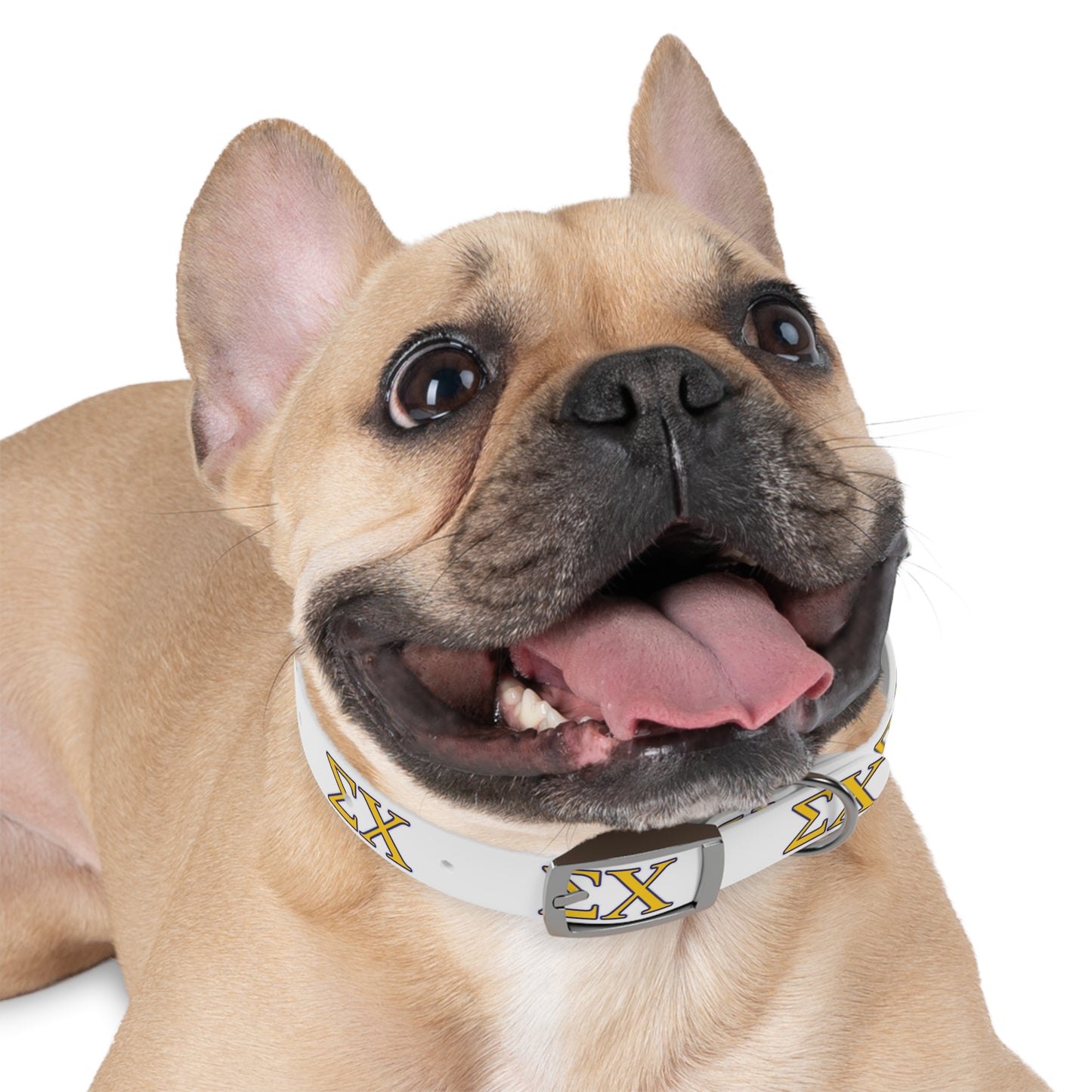 Sigma Chi Dog Collar