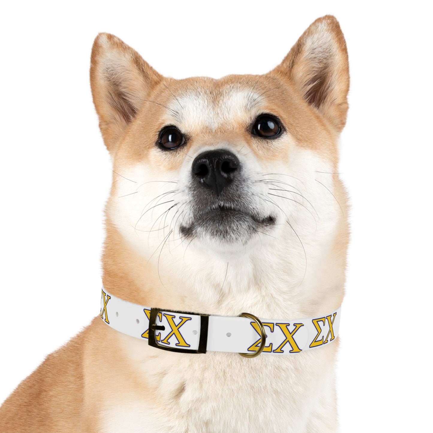 Sigma Chi Dog Collar