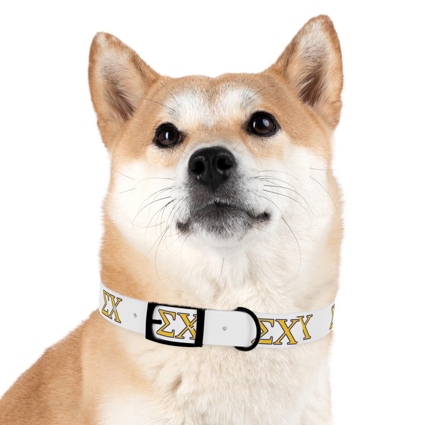 Sigma Chi Dog Collar