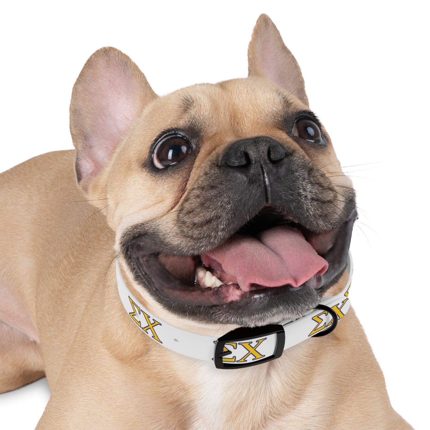 Sigma Chi Dog Collar