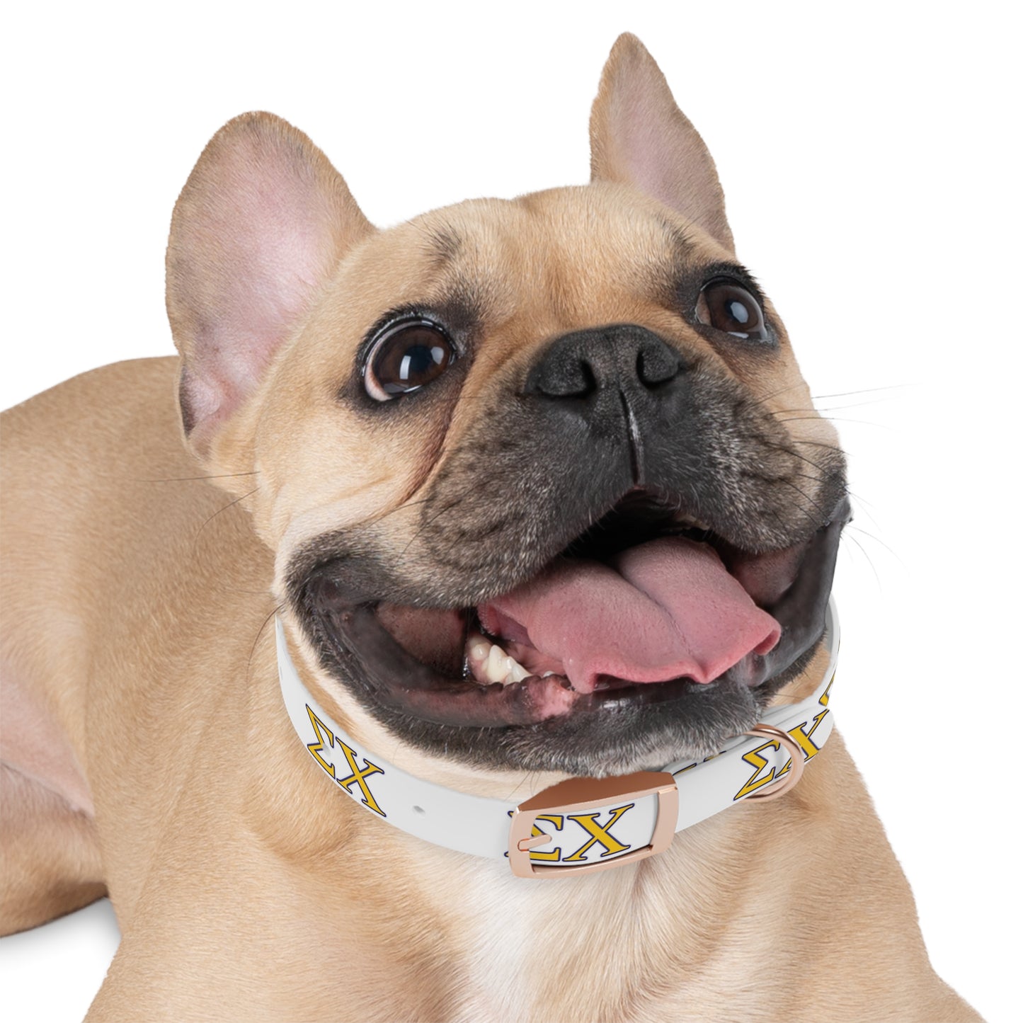 Sigma Chi Dog Collar